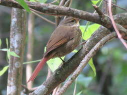 Image of Buff-browed Foliage-gleaner