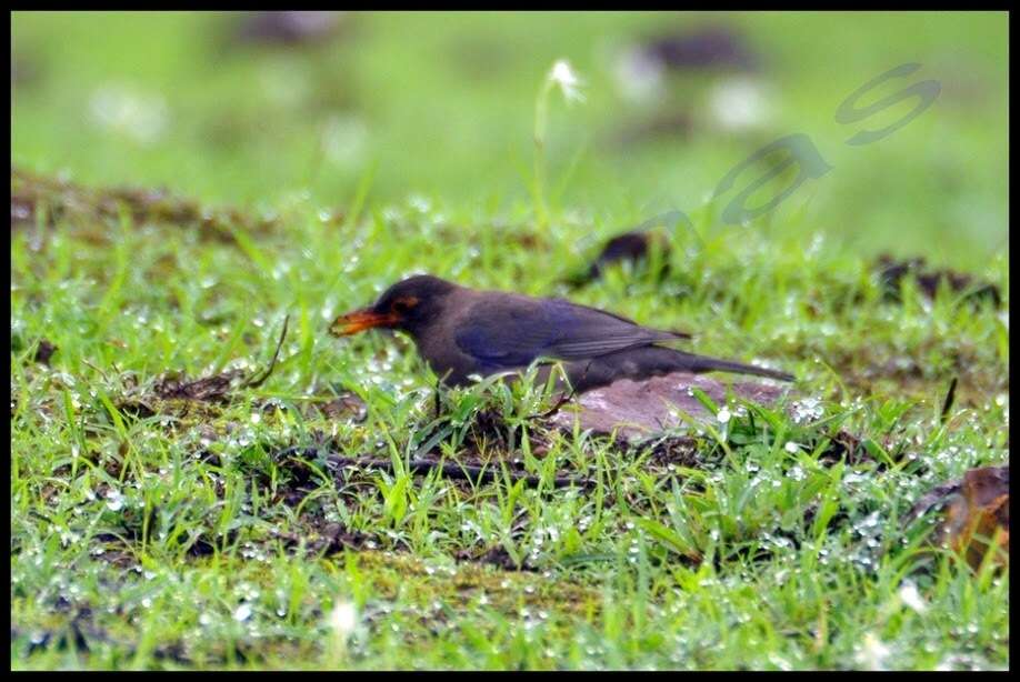 Image of Indian Blackbird