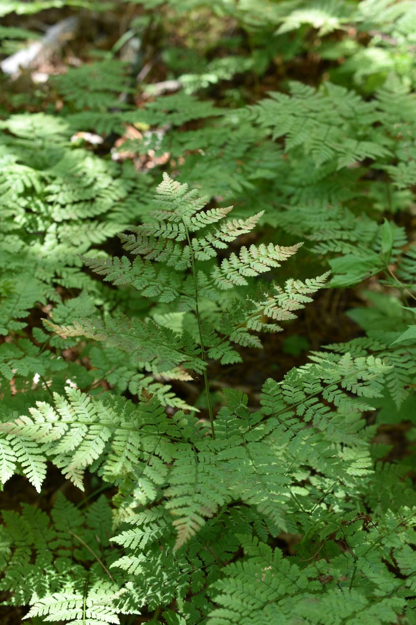 Image of Dryopteris amurensis (Milde) Christ