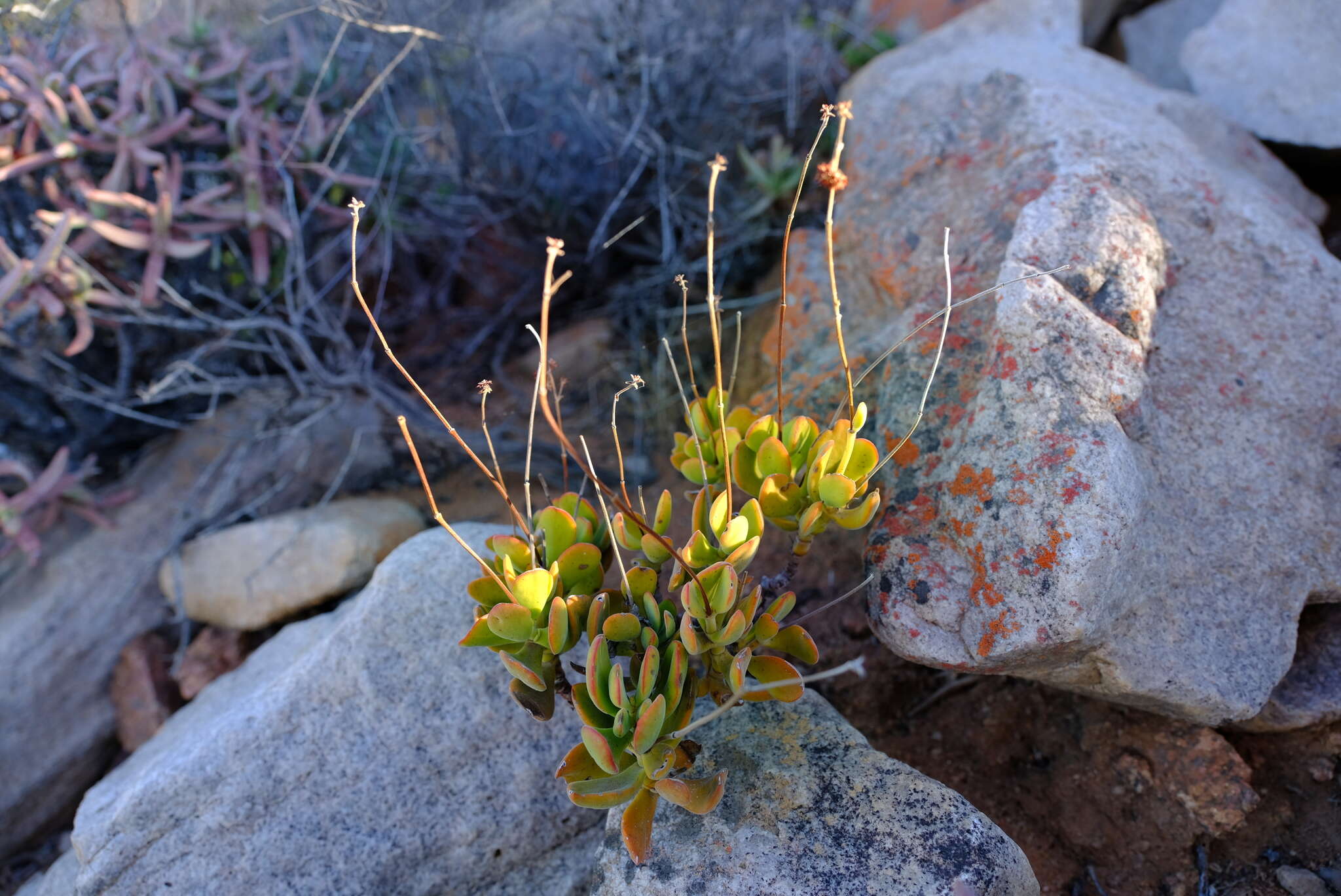 Image of Crassula atropurpurea var. watermeyeri (Compton) Tölken