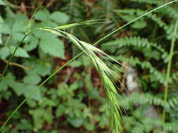 Imagem de Elymus hirsutus J. Presl