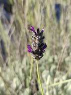 Image of Lavandula lanata Boiss.