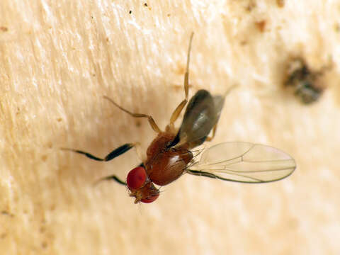 Image of Chymomyza procnemoides Wheeler 1952