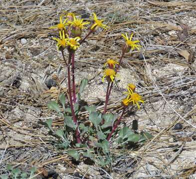 Image of Tehachapi ragwort