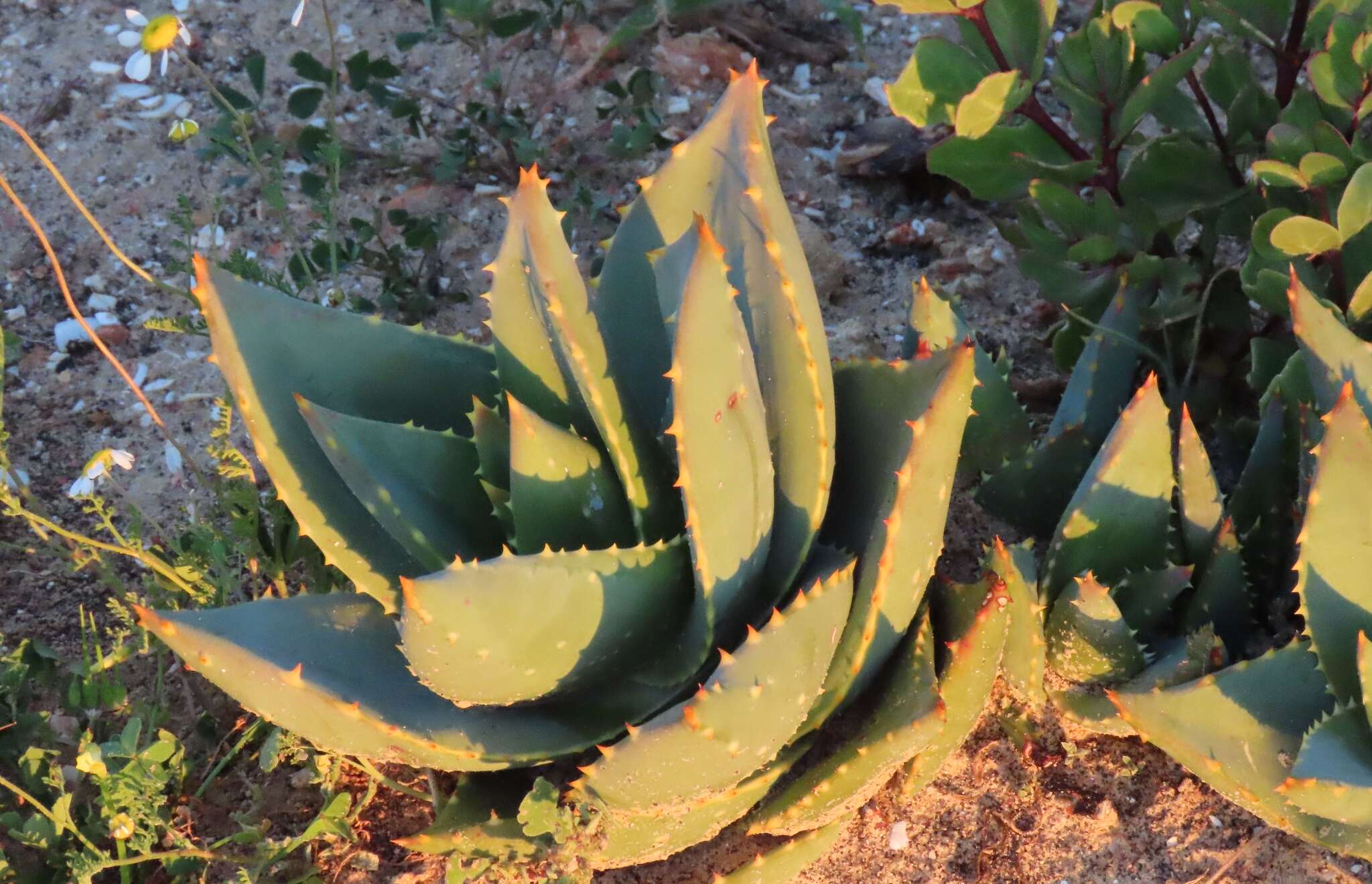 Image of Aloe distans Haw.
