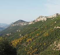 Image of Mt. Etna broom