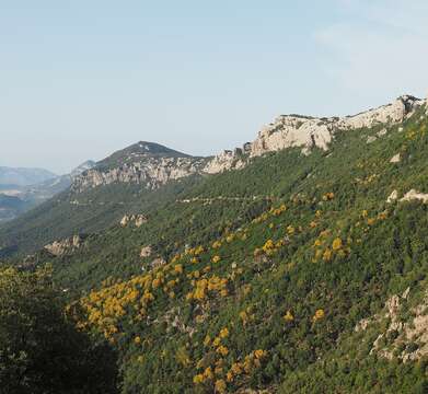 Image of Mt. Etna broom