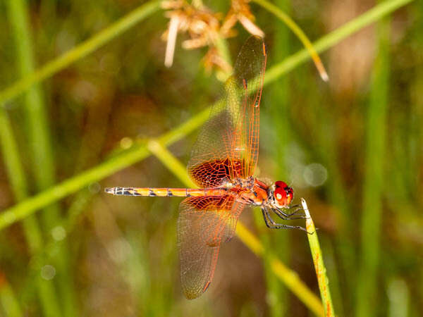 Image of Trithemis monardi Ris 1931