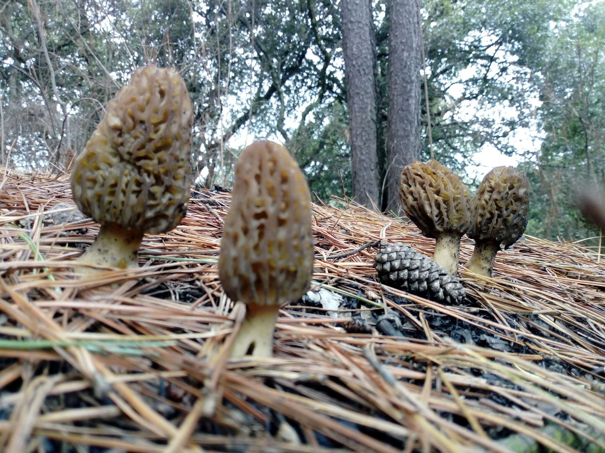 Image of Morchella sextelata M. Kuo 2012