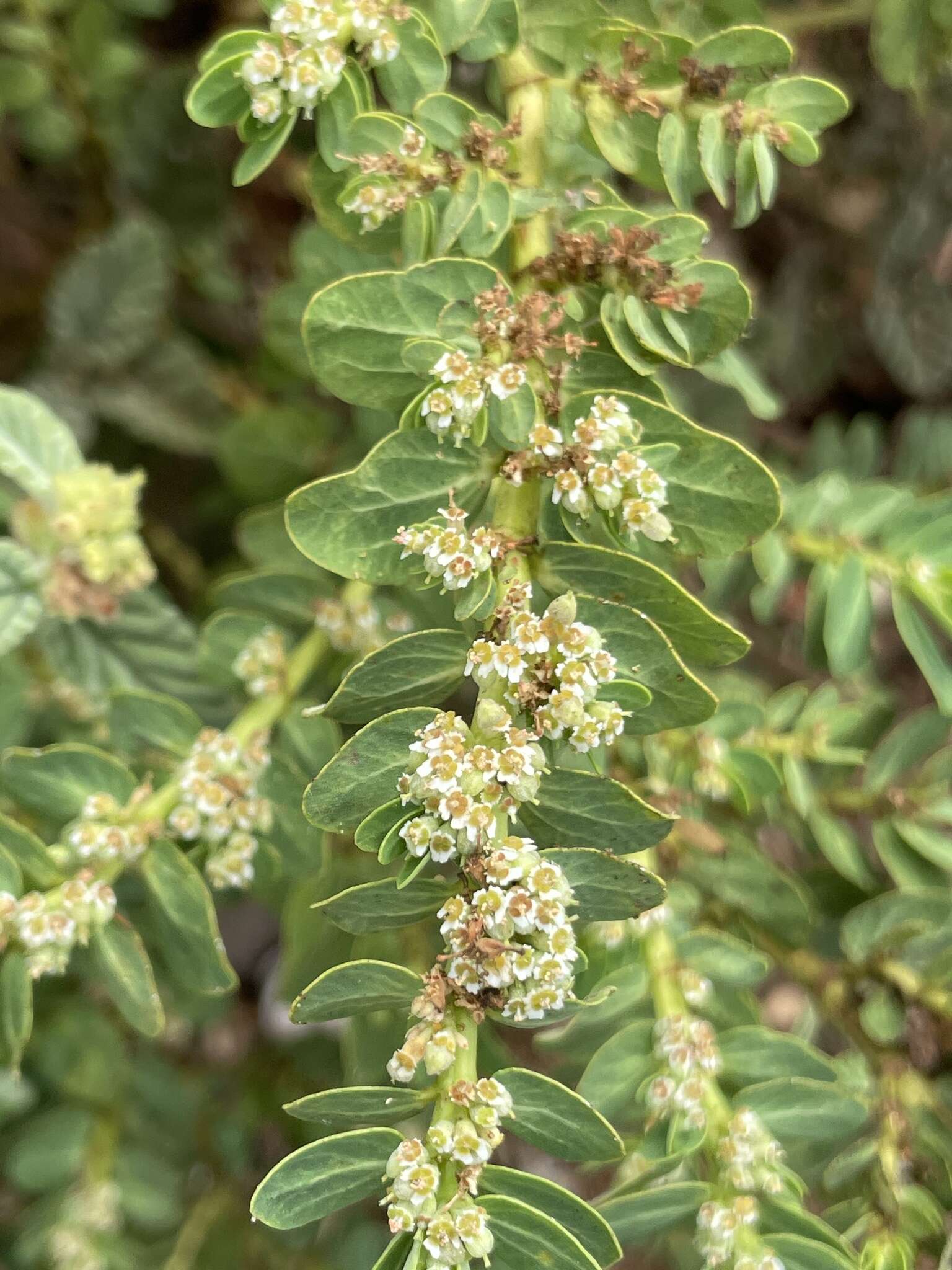 Слика од Euphorbia anthonyi Brandegee