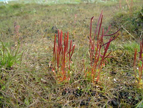 Image of Dahurian Willowherb