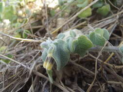 Physalis vestita Waterf. resmi