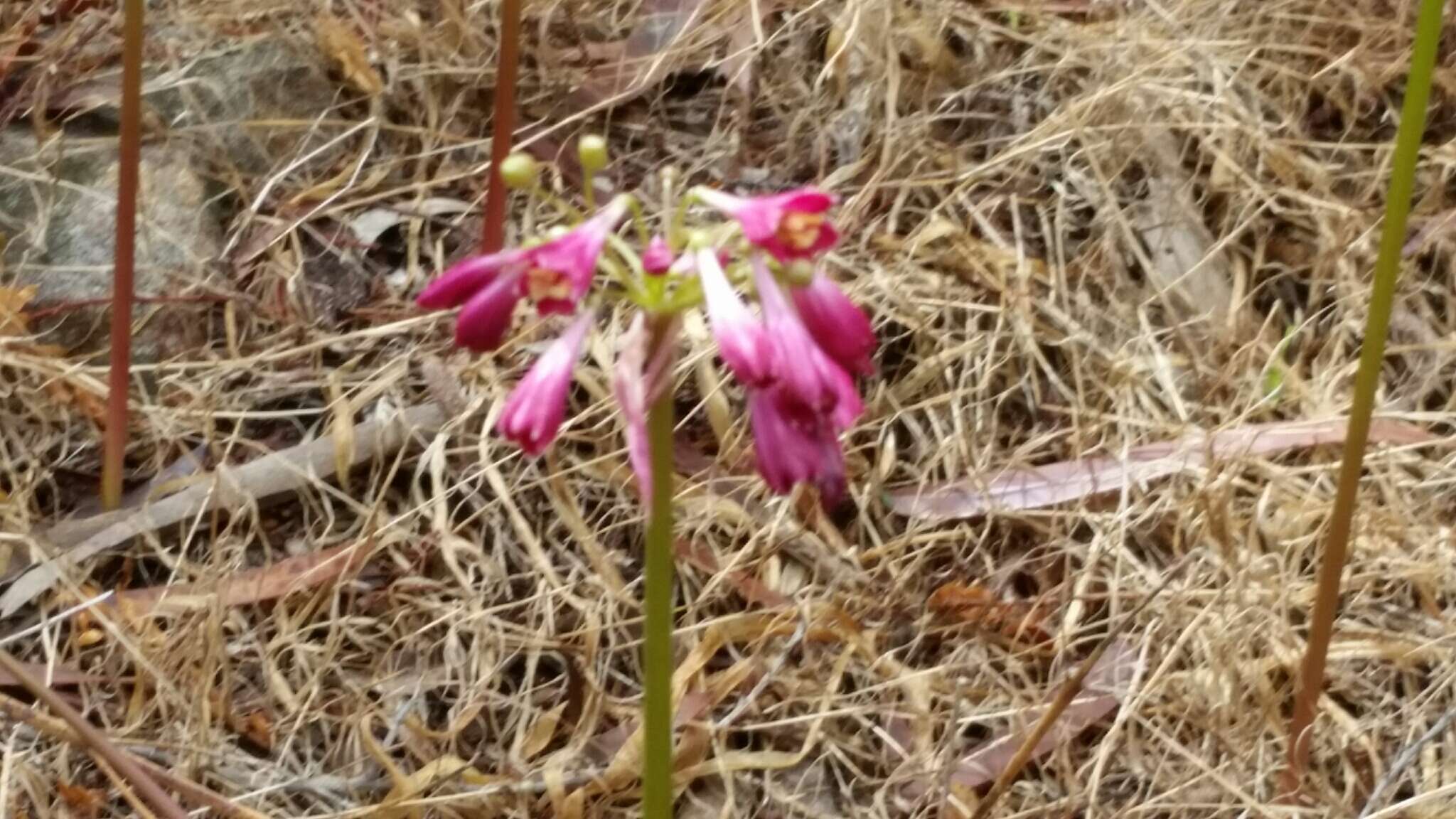 Image de Calostemma purpureum R. Br.