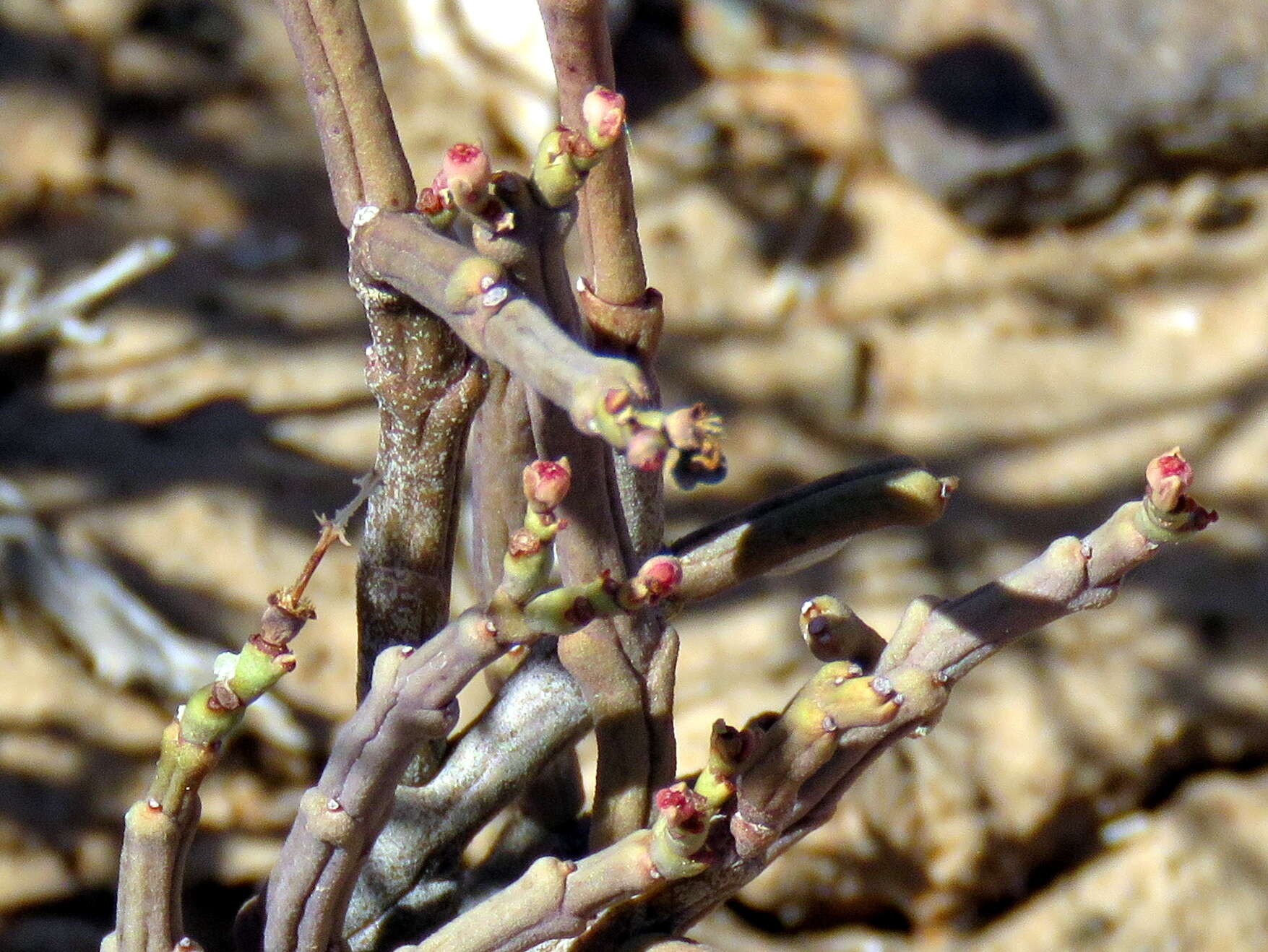 Image of Euphorbia juttae Dinter