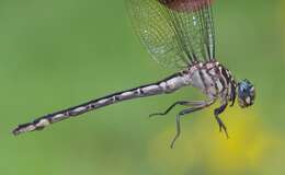 Image of Elusive Clubtail