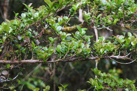 Image de Eurya crenatifolia (Yamamoto) Kobuski