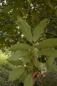 Image of Actinodaphne quinqueflora (Dennst.) M. R. Almeida & S. M. Almeida