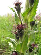 Saussurea baicalensis (Adams) Robins. resmi