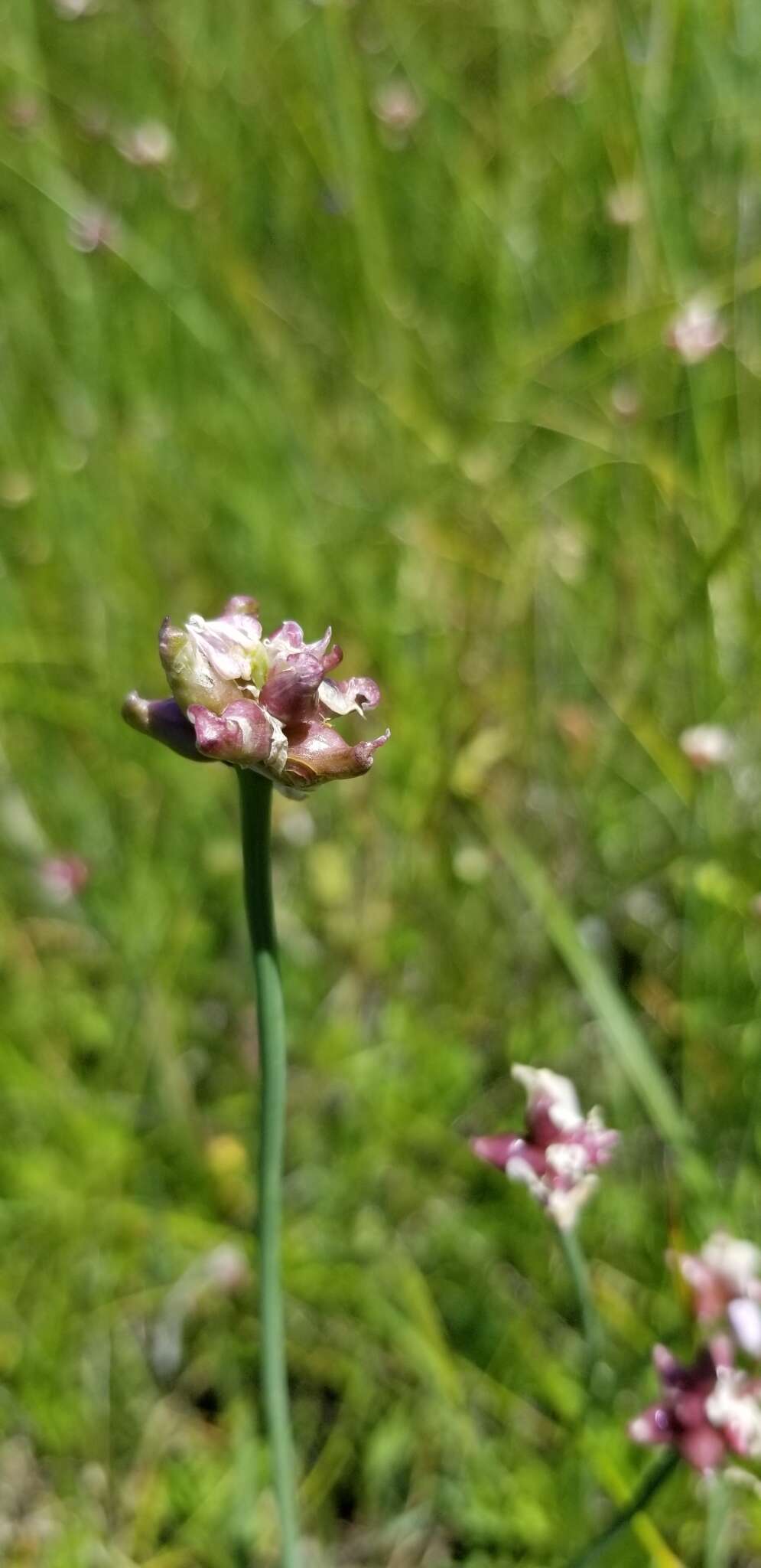 Image of Geyer's onion