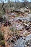 Image of Hermbstaedtia fleckii (Schinz) Bak. & C. B. Cl.