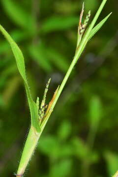 Image of pitscale grass