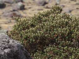 Buddleja coriacea Remy resmi