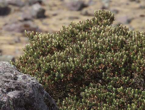 Image of Buddleja coriacea Remy