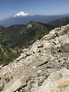 Image of Castle Crags bellflower