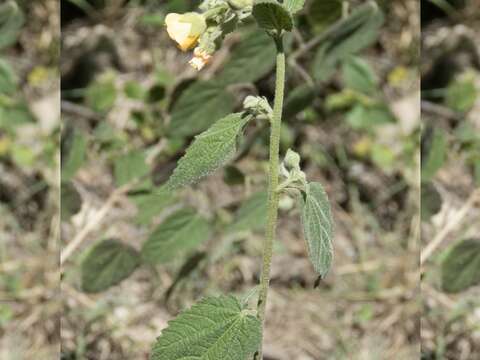 Image of Pseudabutilon ellipticum (Schltdl.) P. A. Fryxell