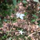 Image de Pseuderanthemum tenellum (Benth.) Radlk.