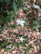 Image of Pseuderanthemum tenellum (Benth.) Radlk.