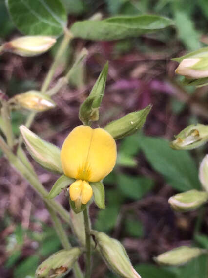 Plancia ëd Rhynchosia latifolia Torr. & A. Gray