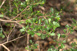 Image de Dodonaea triangularis Lindl.