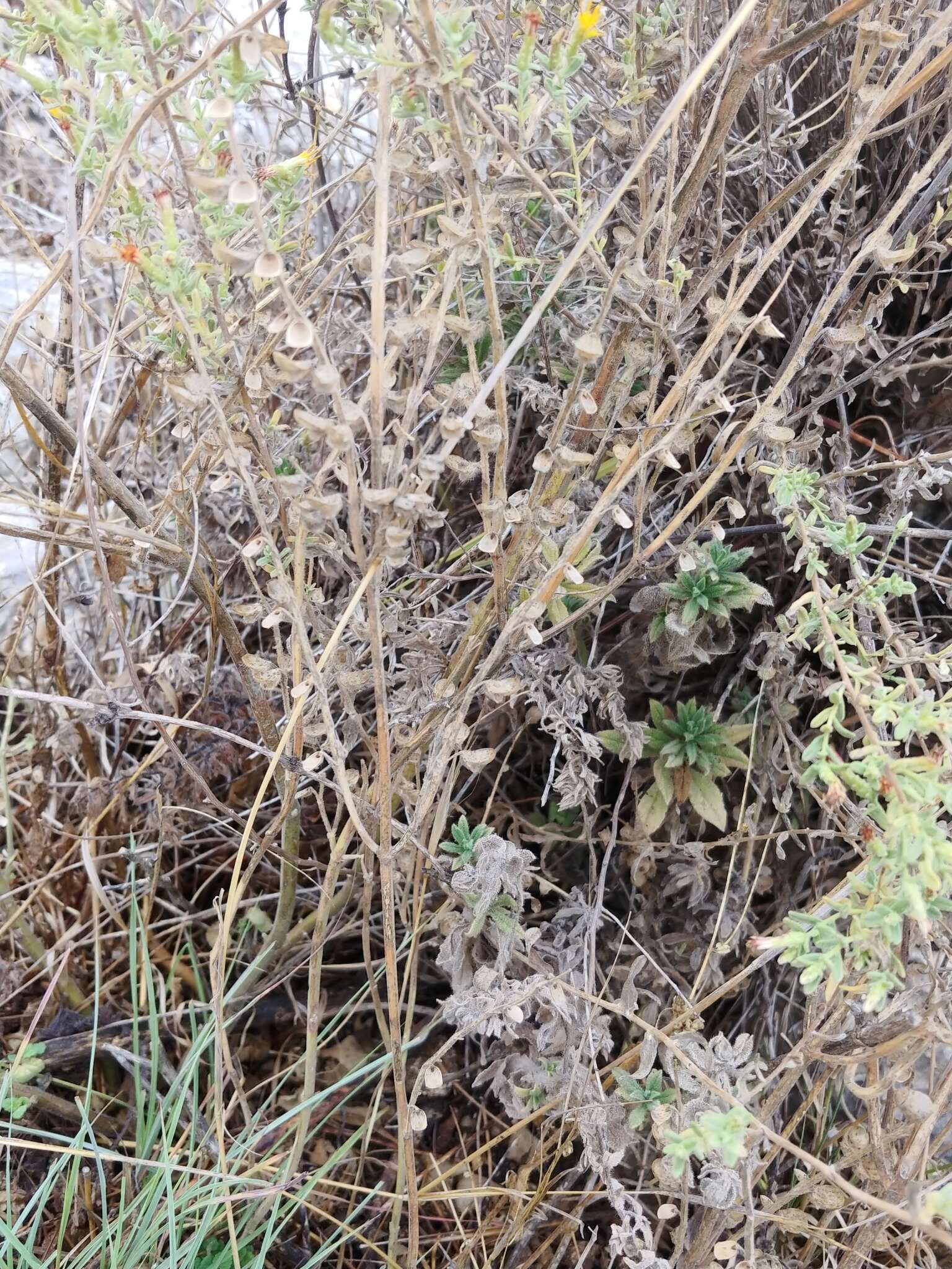 Image de Scutellaria brevibracteata Stapf