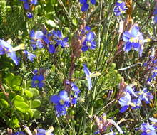 Image of Heliophila linearis var. linearis