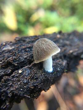 Image of Pluteus thomsonii (Berk. & Broome) Dennis 1948