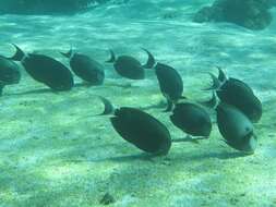 Image of Black-barred Surgeonfish