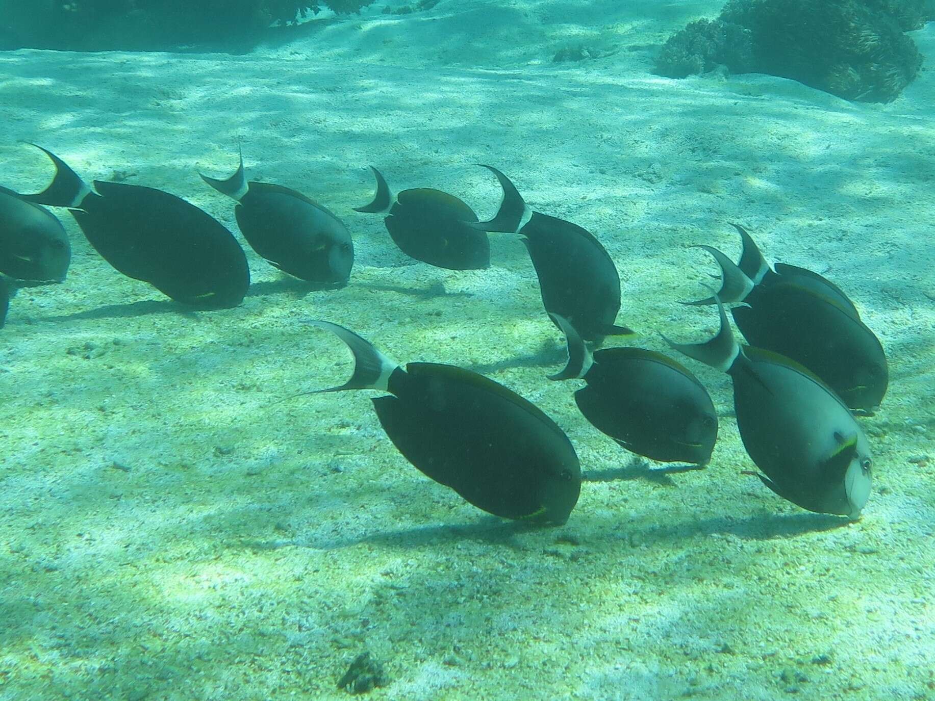 Image of Black-barred Surgeonfish