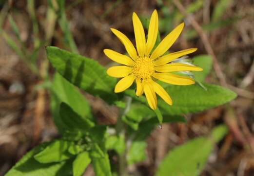 Image of Arctotis scabra Thunb.