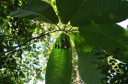 Image of Passiflora macrophylla Spruce ex Mast.