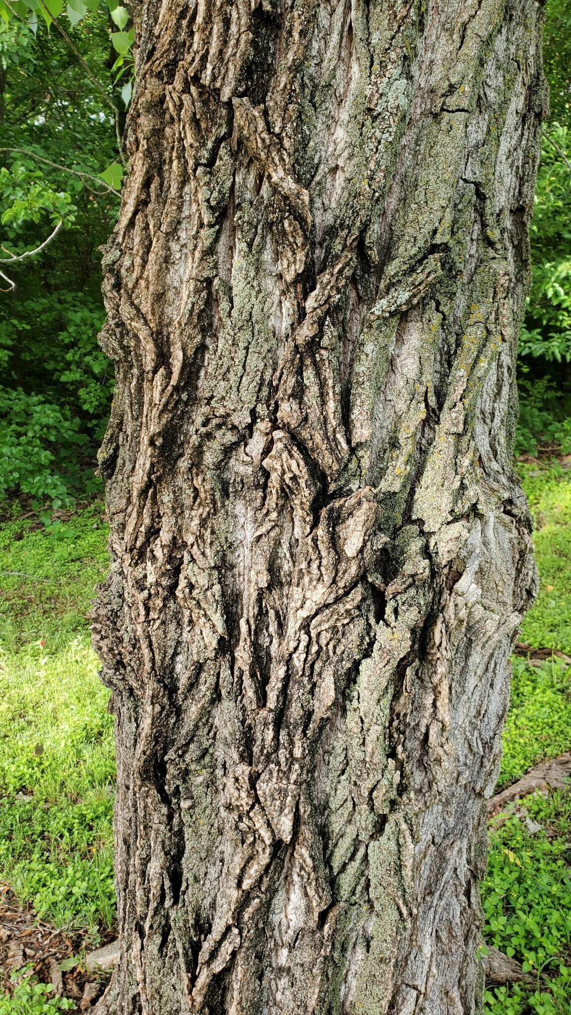 صورة Populus deltoides subsp. deltoides