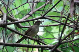 Image of Charlotte's Bulbul