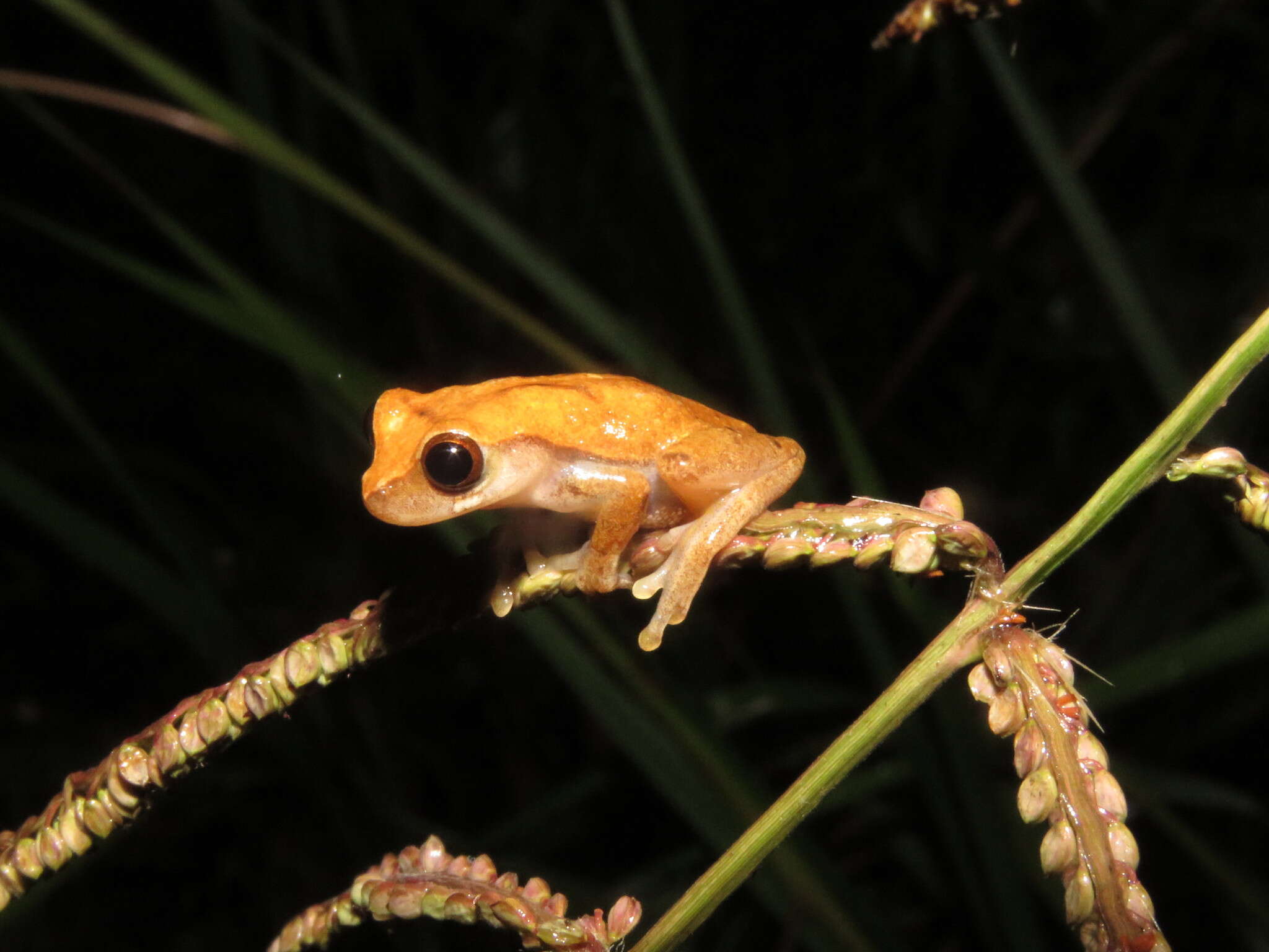 Image of Koechlin's Treefrog