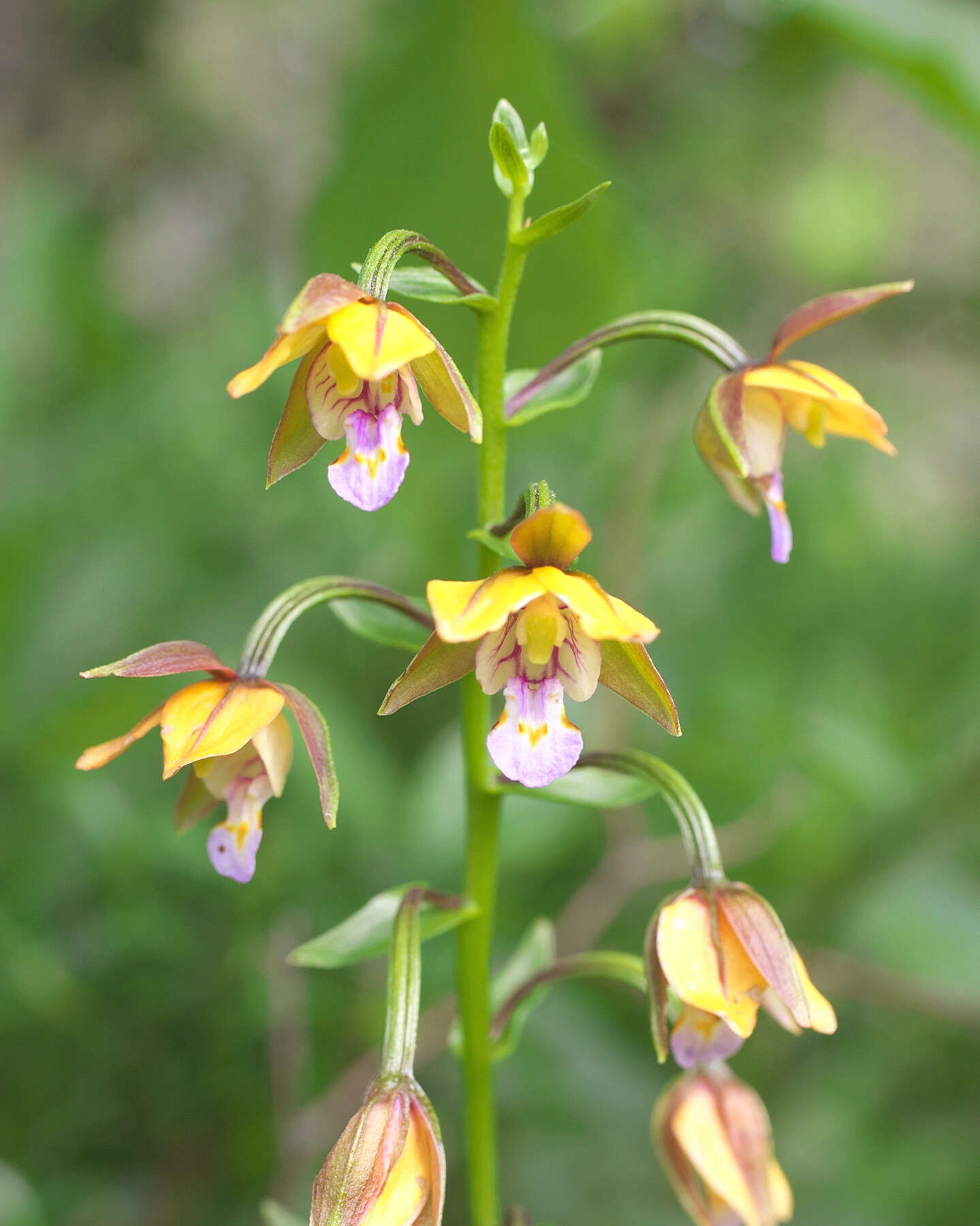 Epipactis thunbergii A. Gray resmi