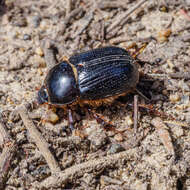 Слика од Adoryphorus couloni (Burmeister 1847)