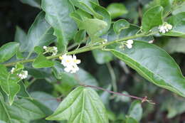 Image of Solanum pseudoquina A. St.-Hil.