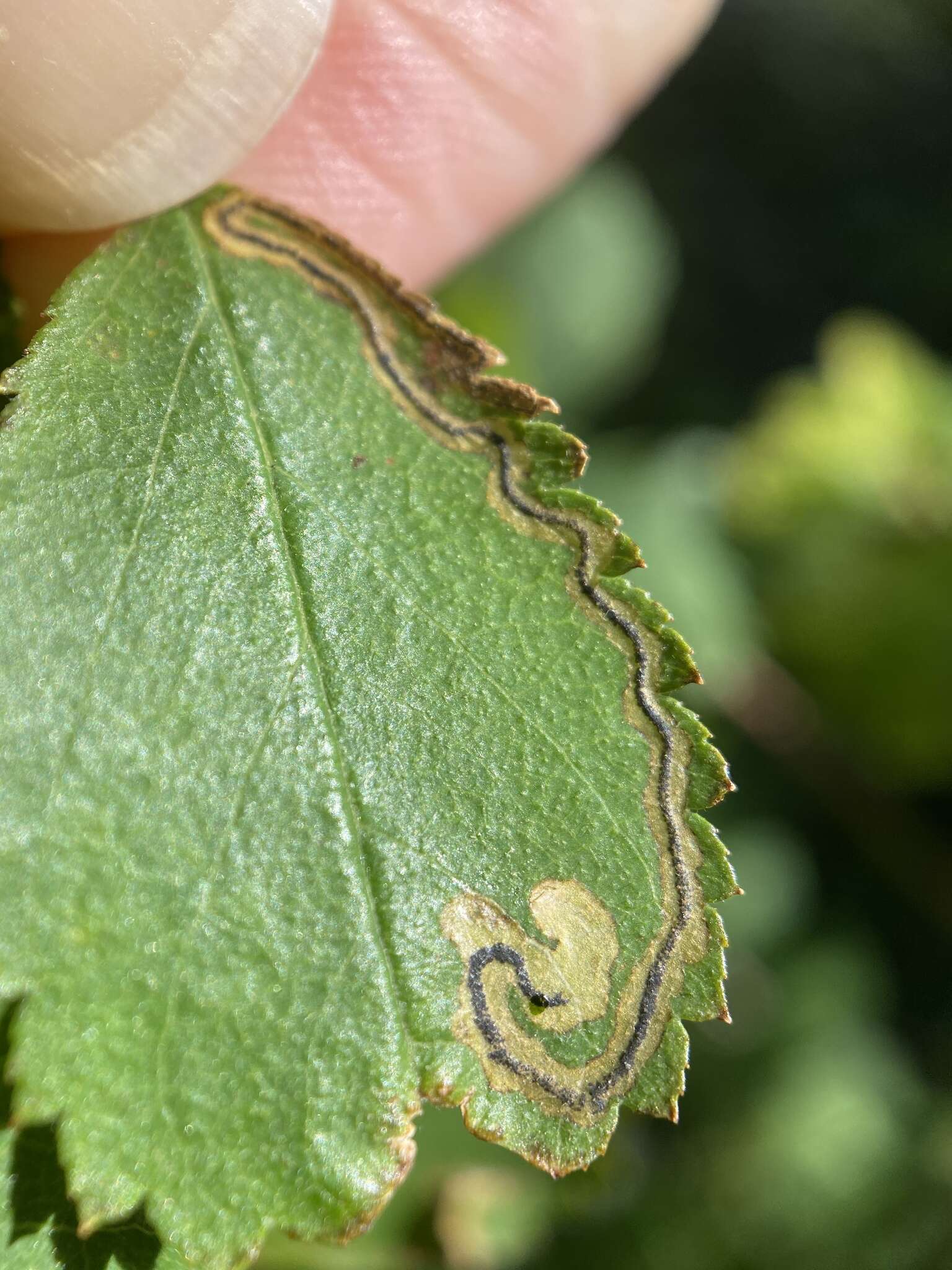 Sivun Stigmella centifoliella (Zeller 1848) Beirne 1945 kuva