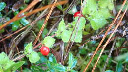 صورة Hemiphragma heterophyllum Wall.