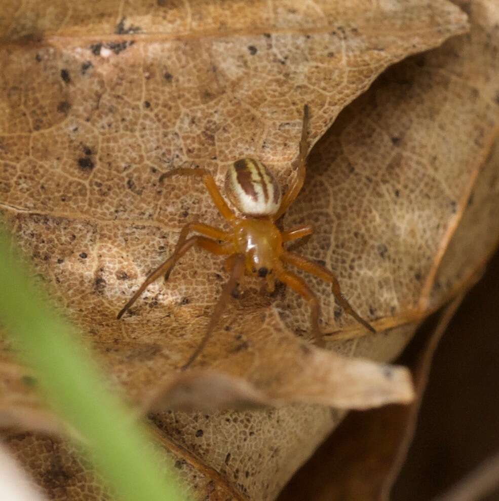 Image of Araneus pratensis (Emerton 1884)