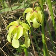 Image of Yellow Trumpets